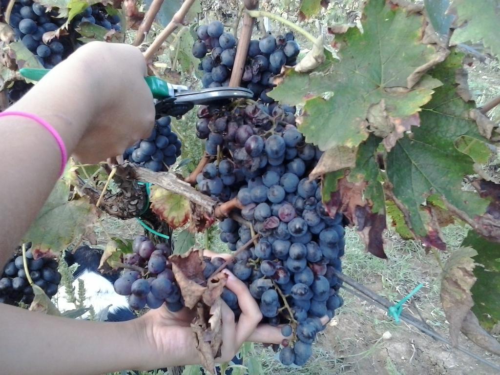 Agriturismo La Valle Degli Ulivi Semproniano Kültér fotó