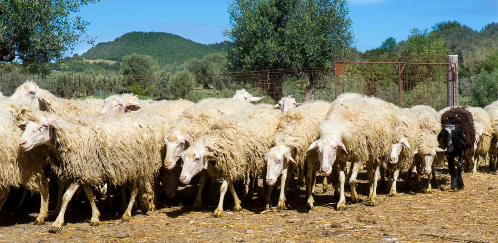 Agriturismo La Valle Degli Ulivi Semproniano Kültér fotó